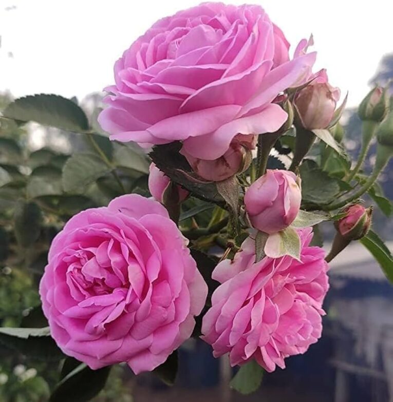 Panneer rose